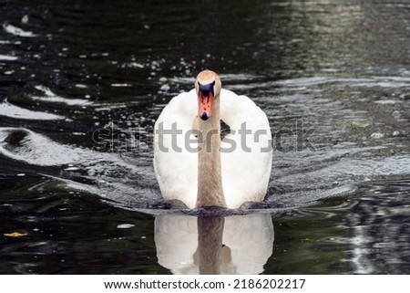 Swan on the Lahn near Gießen Germany 