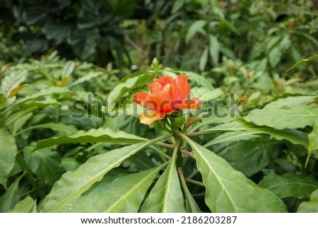 Orange Flower with green leaves background