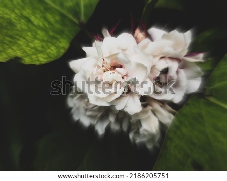 Defocused abstract background of white flowers