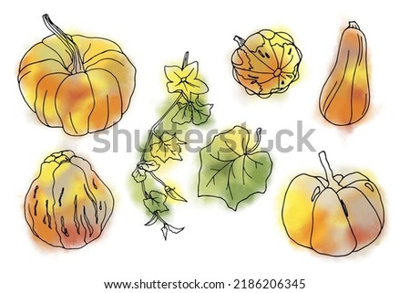 Bright ripe pumpkins. Harvest, autumn clip art on white
