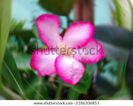 Defocused abstract background of frangipani flower