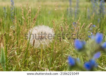 blooming summer wild flowers in the field Tragopogon pseudomajor Royalty-Free Stock Photo #2186221049