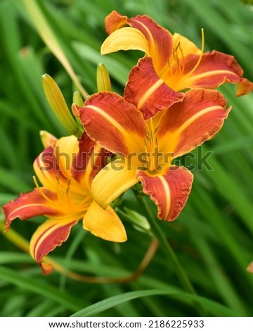 Blooming two colors orange yellow lilies in a garden. Lilium hybrid. Flowering plant growing from bulbs with large prominent flowers. Macro. Selective focus. Vertical photo Royalty-Free Stock Photo #2186225933