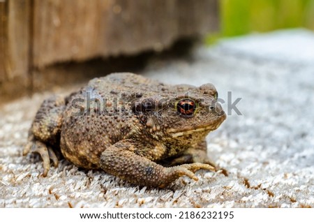 The common toad, European toad, or in Anglophone parts of Europe, simply the toad (Bufo bufo, from Latin bufo "toad"), is a frog found throughout most of Europe