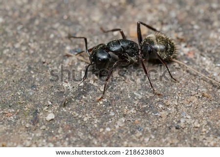 An Eastern Black Carpenter Ant is resting on the ground. Taylor Creek Park, Toronto, Ontario, Canada. Royalty-Free Stock Photo #2186238803