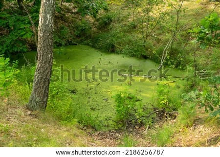 Green forest swamp, overgrown lake, swamp morass in national park Royalty-Free Stock Photo #2186256787