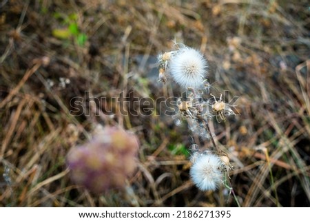 Dandelions, Taraxacum is a large genus of flowering plants in the family Asteraceae, which consists of species commonly known as dandelions. India.