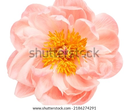Pink peony flower head isolated on white background