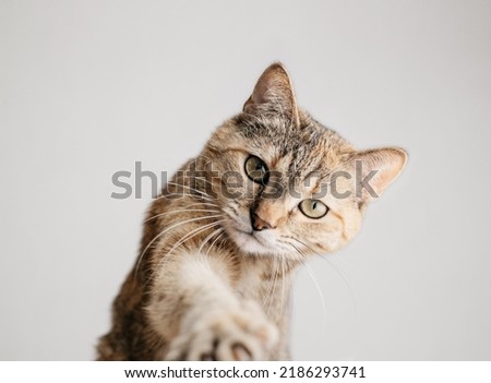 A serious playful cat stretches its paw right into the camera. A look into the camera. Portrait of a red domestic cat.