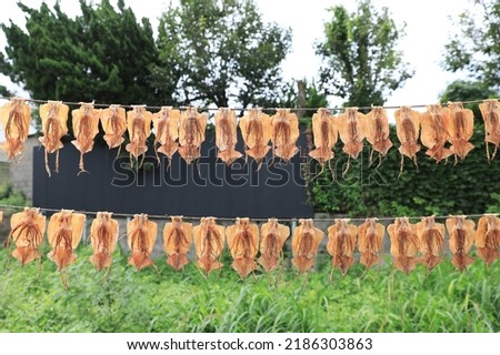 This is a picture of the scene where the squid is dried.