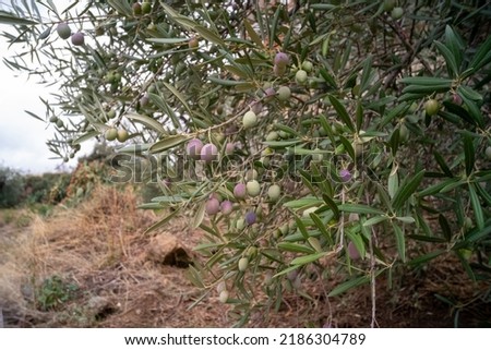 Closeup of olive tree branches with immature ripe green olives on plantation.