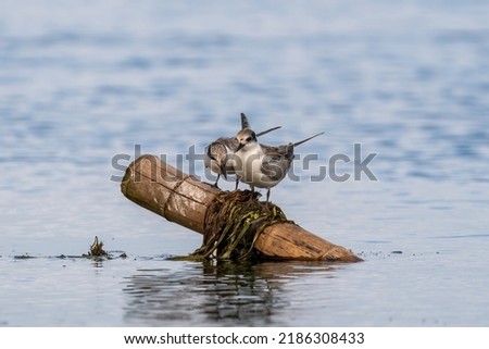 Close-up of two sitting juvenile whiskered tern with beautiful blue background on a sunny day during springtime Royalty-Free Stock Photo #2186308433