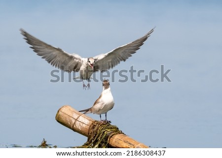 Close-up of a sitting juvenile whiskered tern during feeding with beautiful blue background on a sunny day during springtime Royalty-Free Stock Photo #2186308437
