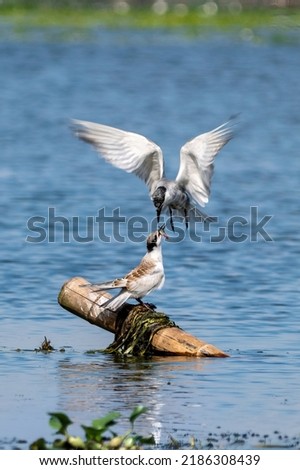 Close-up of a sitting juvenile whiskered tern during feeding with beautiful blue background on a sunny day during springtime Royalty-Free Stock Photo #2186308439