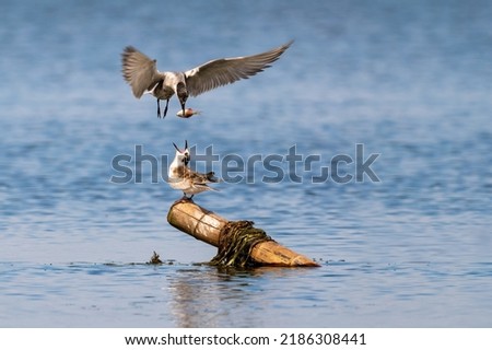 Close-up of a sitting juvenile whiskered tern during feeding with beautiful blue background on a sunny day during springtime Royalty-Free Stock Photo #2186308441