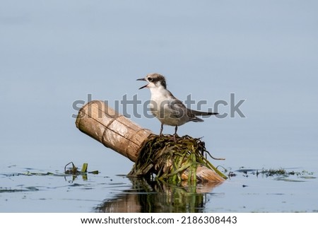Close-up of a sitting juvenile whiskered tern with beautiful blue background on a sunny day during springtime Royalty-Free Stock Photo #2186308443
