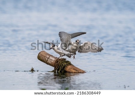 Close-up of two sitting juvenile whiskered tern with beautiful blue background on a sunny day during springtime Royalty-Free Stock Photo #2186308449