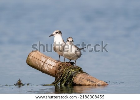 Close-up of two sitting juvenile whiskered tern with beautiful blue background on a sunny day during springtime Royalty-Free Stock Photo #2186308455