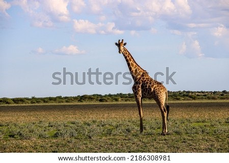 A single giraffe in Namibia 