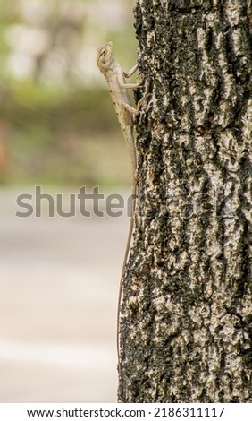 chameleon n tree branch blur background