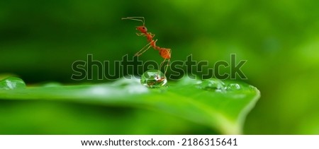 A red ant (fire ant, Solenopsis geminate) standing on top of water drops .Amazing Strong Ants on Green blurred background.