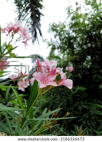A beautiful picture of Oleander flower