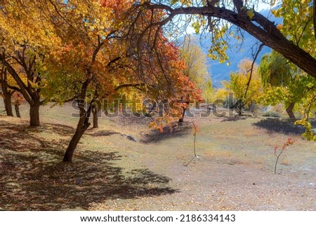 beautiful autumn landscapes, fall colors of tree with snow mountains, autumn trees with snow caped mountains 