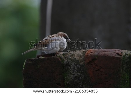 Close up view of house sparrow