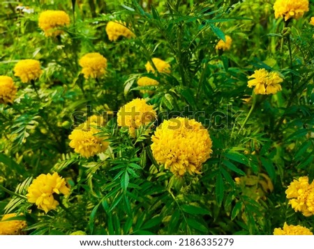 Yellow marigolds in a flower garden against a green nature backdrop with some rays of sunlight on a clear day.  Marigolds are herbaceous plants with green stems.  Upright, not very high.