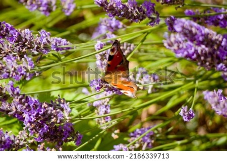 Close-up of lavender flowers and butterfly in summer.