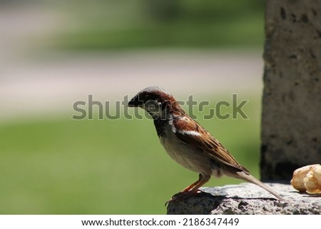 A hungry little sparrow is looking for food