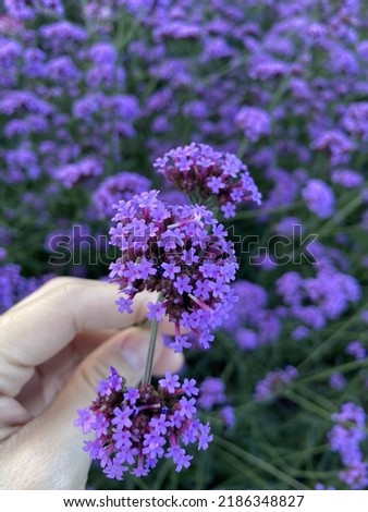 Close up hands hold the purple violet pink flowers.
