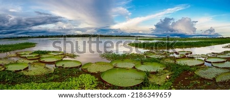 Victoria amazonica in Pacaya Samiria National Reserve. It is a species of flowering plant, the largest of the Nymphaeaceae family of water lilies. Amazonia. Amazon Rainforest, Peru, South America Royalty-Free Stock Photo #2186349659
