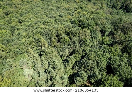 Arial shot of a green forest in summer
