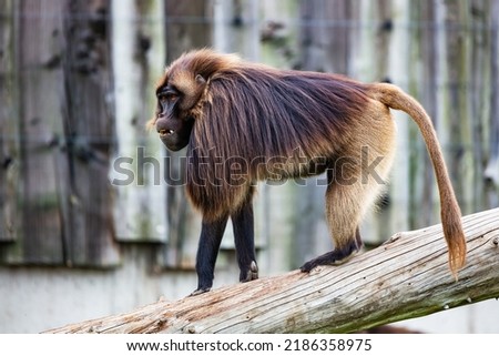 Gelada Baboon monkey. Mammal and mammals. Land world and fauna. Wildlife and zoology. Nature and animal photography.