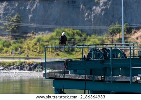 View of a bald eagle on the steel structure of a ferry landing near Port Townsend, WA, USA