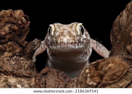 Sand gecko closeup on the wood, Closeup head sand gecko (Stenodactylus petrii), Stenodactylus petrii gecko on black background Royalty-Free Stock Photo #2186369541
