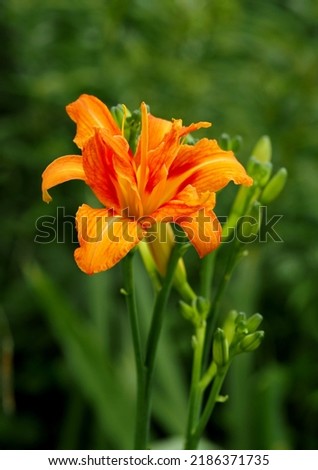Orange double daylily blooming on a natural  background Royalty-Free Stock Photo #2186371735