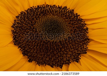 Bright yellow sunflower is illuminated by sunlight. Mock up template. Sunflowers are a symbol of Ukraine. Copy space for your text.