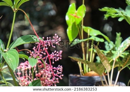 selective focus of Parijoto fruit which has a dark red color tends to purple and has many benefits. Medinilla magnifica is believed to increase pregnancy fertility, this plant is widely found in Kudus