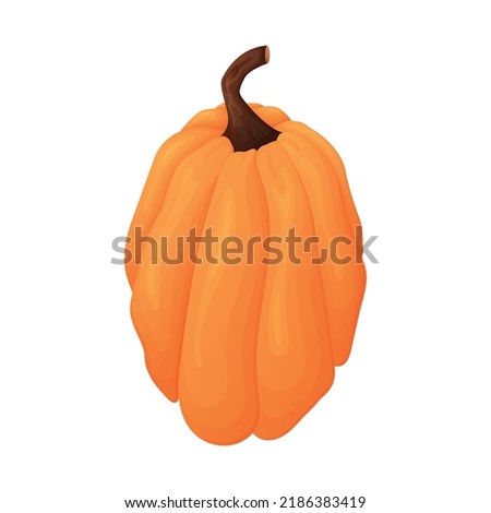 Ripe harvest autumn pumpkin, vegetable vector isolated cartoon illustration.
