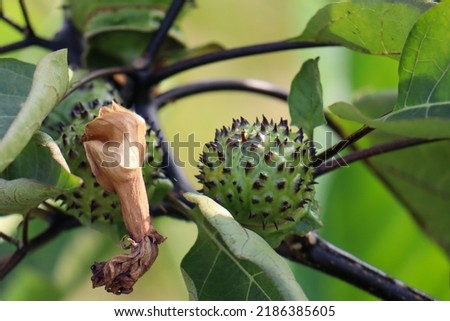 amethyst plant which has the scientific name Datura metel, its seeds contain alkaloids that have hallucinogenic effects and cause temporary or permanent insanity. can reduce appetite. Kecubung Royalty-Free Stock Photo #2186385605