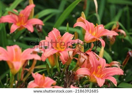 Hemerocallis lily Pink Damask in flower.  Royalty-Free Stock Photo #2186392685