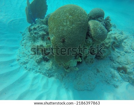 A picture of brain coral at a dive site in Jamaica. 