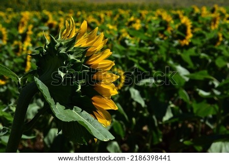 sunflower garden and oil yellow