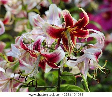 Lilium pardalinum, also known as the leopard lily or panther lily, is a flowering bulbous perennial plant in the lily family, native to Oregon, California, and Baja California