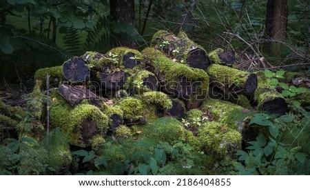 Stacked moss covered tree trunks in the forest. Planned forestry maintenance logging