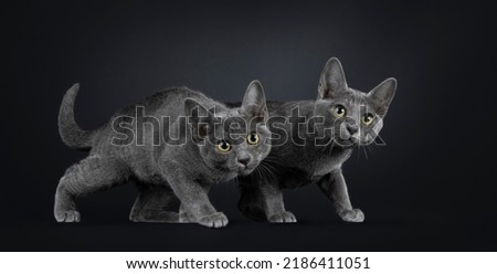 Duo of Korat cat kittens, walking curiously hunting style towards camera. Isolated on a black background. Royalty-Free Stock Photo #2186411051
