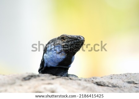 Gallotia galloti or Gallot's lizard or Tenerife lizard sometimes Western Canaries lizard, portrait of a large male with a green background. A large male lizard with a blue throat patch. Royalty-Free Stock Photo #2186415425