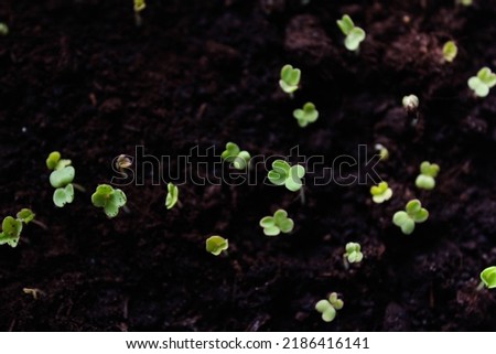 green sprouts of seedlings in a box with earth. growing vegetables and herbs in a container. seed germination in a greenhouse. beginning of plant life. green sprouts macro.